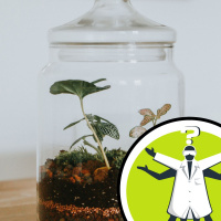 Can frogs survive in a sealed terrarium?