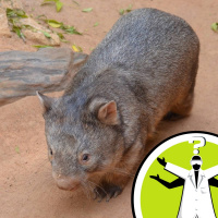 How do wombats produce cube-shaped poo?