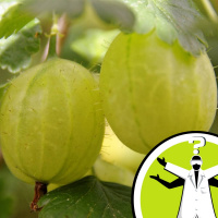 Why is gooseberry jam red when gooseberries are green?