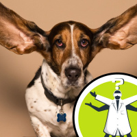 Could loud music deafen my dog?