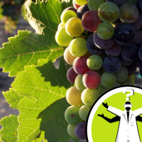 Drinking Wine in the Desert