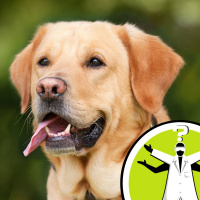 How smart is your pet dog?