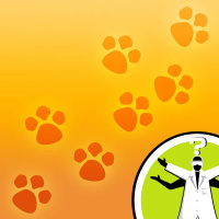 Do animals experience the placebo effect?