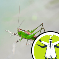 Do insects have a stress response?