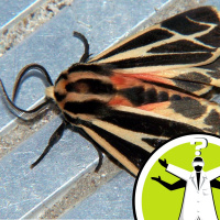 Why do insects buzz around lights?