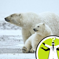 If polar bears were transported to Antarctica, would they thrive?