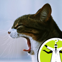 Can you catch a yawn from a cat?