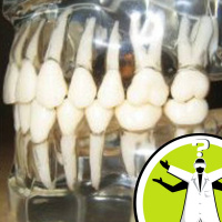 Do other animals practice dental hygiene?