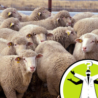 Can you cross a kangeroo with a sheep to get a wooly jumper?