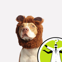 Do wild animals get allergies?