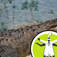 Why do crocodiles have such bumpy skin?