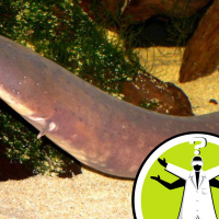 Self-Shocking Electric Eels