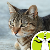 Can you get a Tabby Human?