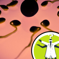 Why dont womens bodies reject sperm?