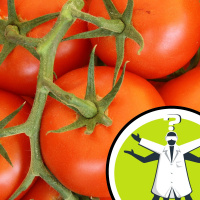 Do shop or garden tomatoes produce more CO2?