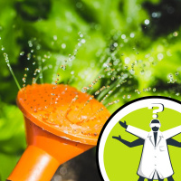 What time should I water my plants?