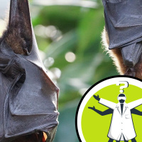 How do bats roost upside down?
