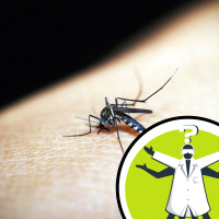 Am I manufacturing a mosquito master race?