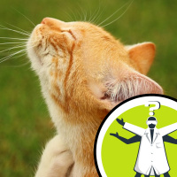 Why does an itch move when you scratch it?