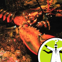 Do lobsters feel pain?