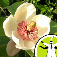 Are cremated ashes good for plant growth?