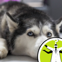 Can a huskys fur keep it cool in summer?