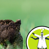 Can cat and dog poop be used as fertiliser?