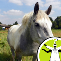 Do other animals sweat?