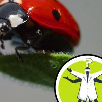 Why do ladybirds have varying spot numbers?
