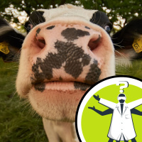 Why does the distribution of lactose intolerance vary?