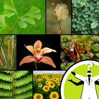 How do plants grow upwards?