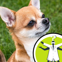 How do some animals understand human commands?