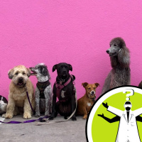 Can dogs recognise each other as dogs?