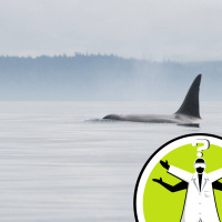 What would happen if you were swallowed by a whale?