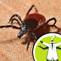 How do you catch Lyme disease?