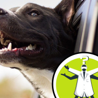 Are big dogs smarter than small dogs?