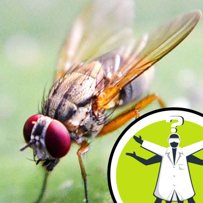 Question Of The Week - From The Naked Scientists