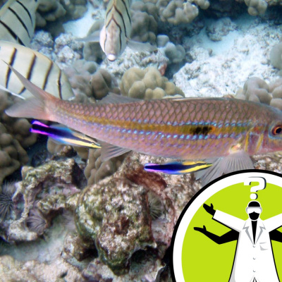 Question Of The Week - From The Naked Scientists