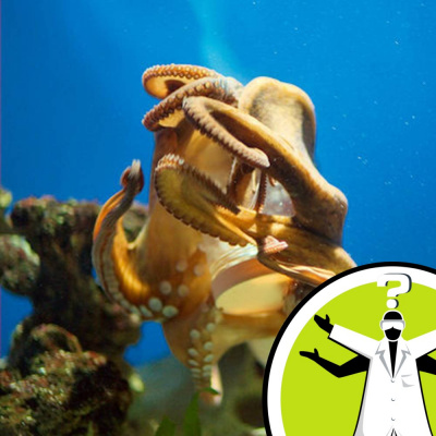 Question Of The Week - From The Naked Scientists