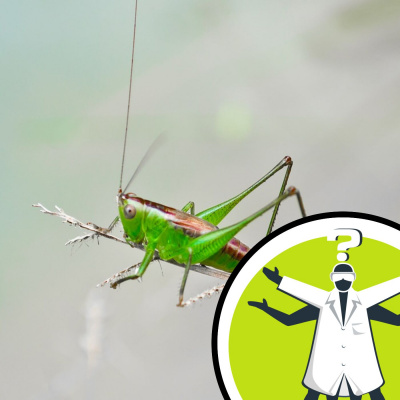 Question Of The Week - From The Naked Scientists