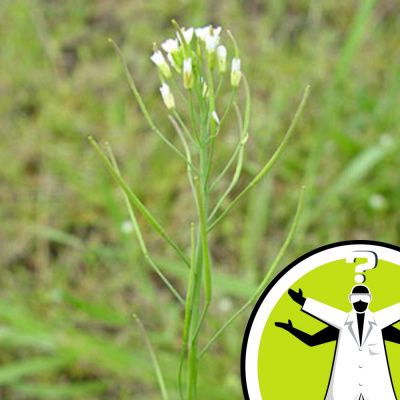 Question Of The Week - From The Naked Scientists