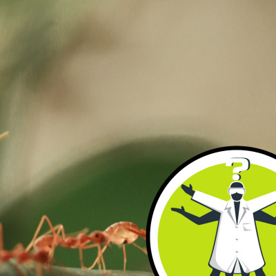 Question Of The Week - From The Naked Scientists