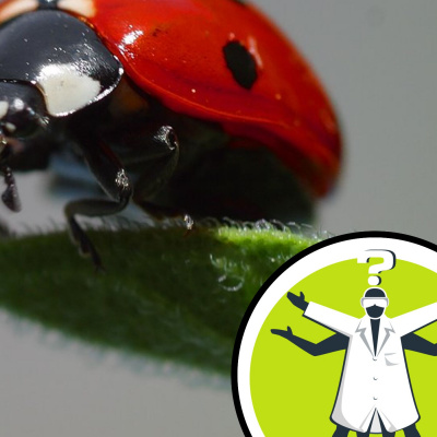 Question Of The Week - From The Naked Scientists