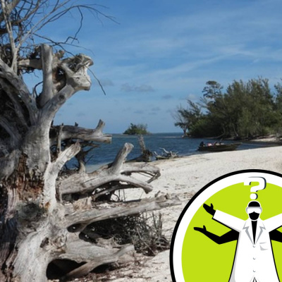 Question Of The Week - From The Naked Scientists