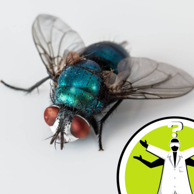 Question Of The Week - From The Naked Scientists