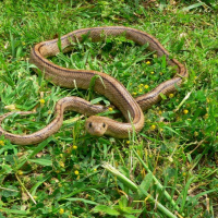 Let The Snake Teach You