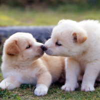 The Grace Of Puppy Love