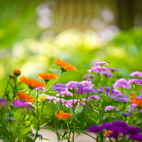 Transformation in the garden!