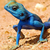 Can we be smarter than a lizard?