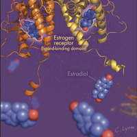USPSTF Recommendation Statement: Hormone Therapy After Menopause